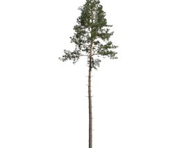 Pinus Sylvestris 06 3Dモデル