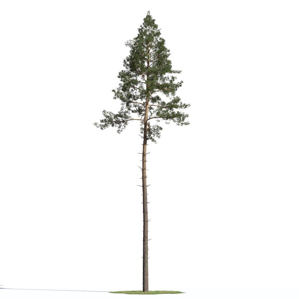 Pinus Sylvestris 06 3D-Modell