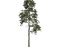 Pinus Sylvestris 07 3D модель