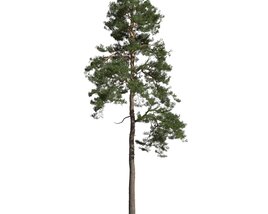 Pinus Sylvestris 07 3D model