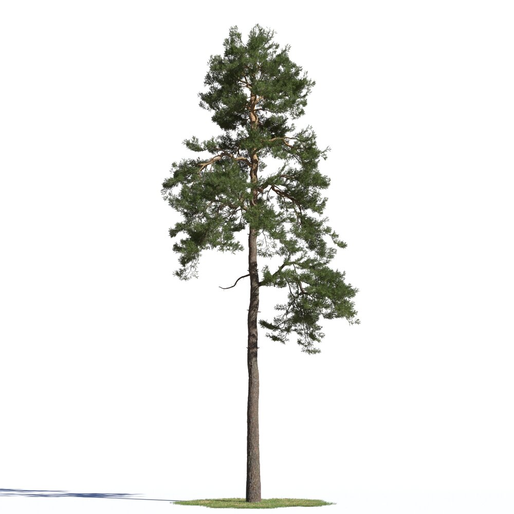 Pinus Sylvestris 07 Modèle 3d