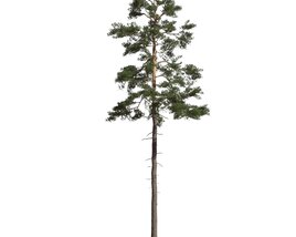 Pinus Sylvestris 08 3D модель
