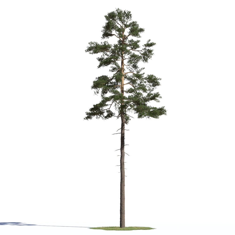 Pinus Sylvestris 08 Modello 3D