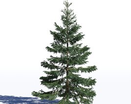 Picea Omorika 02 3D-Modell