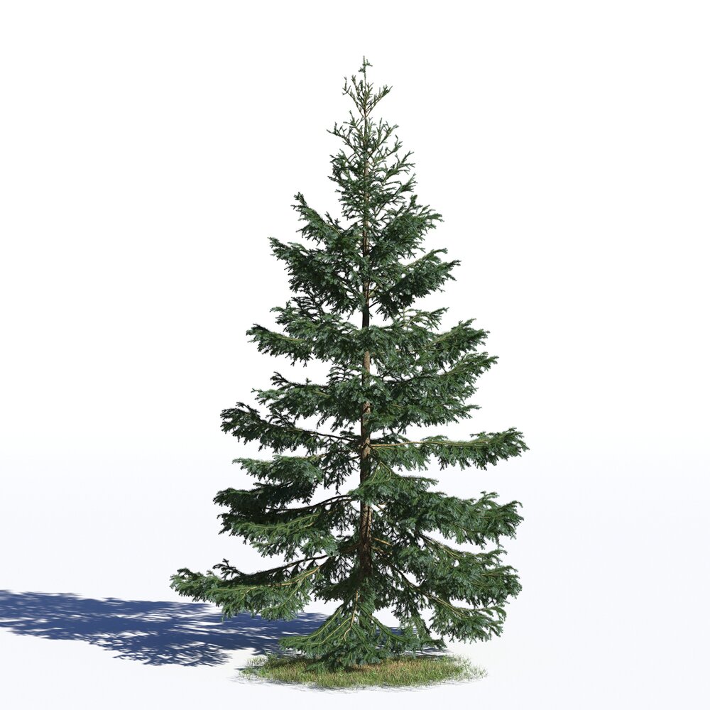 Picea Omorika 02 3D model