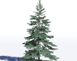 Picea Pungens 02 3D model