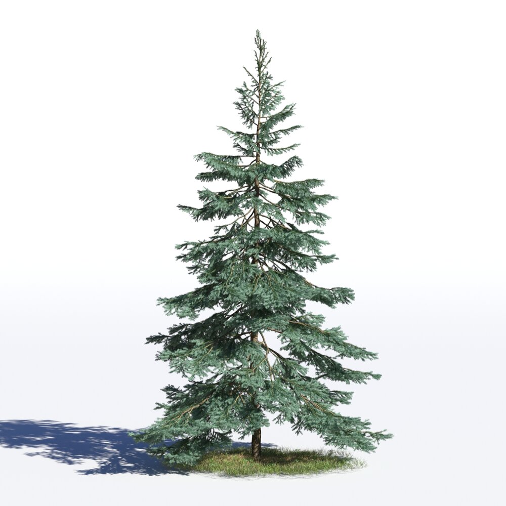 Picea Pungens 02 Modello 3D