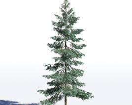 Picea Pungens 03 3D model