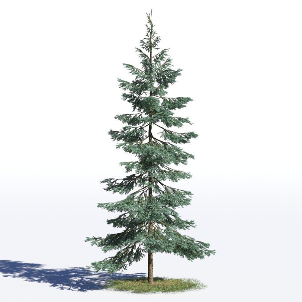 Picea Pungens 03 3D 모델 