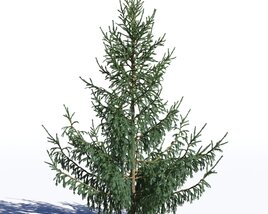 Picea Glauca 3D model