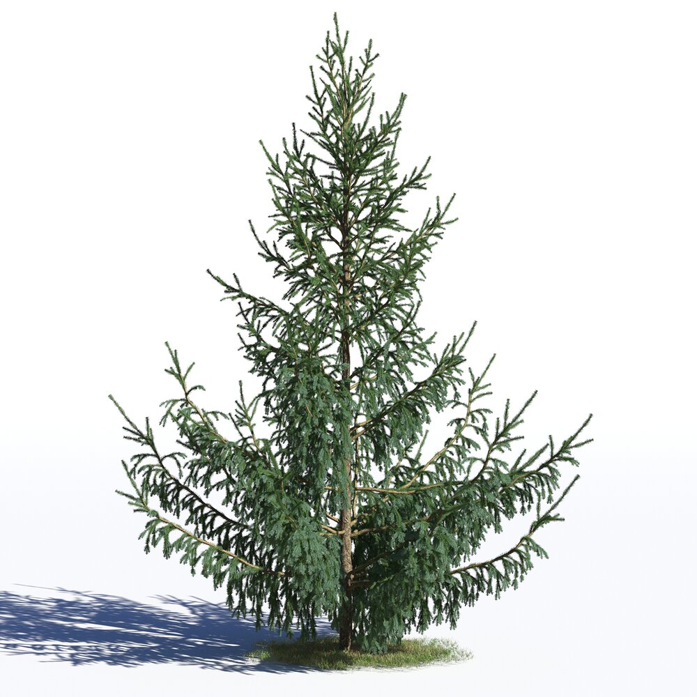 Picea Glauca Modello 3D