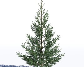 Picea Glauca 02 Modelo 3D