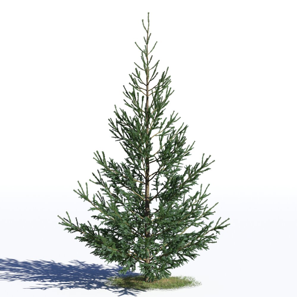 Picea Glauca 02 3d model