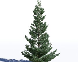 Picea Omorika 03 3D модель