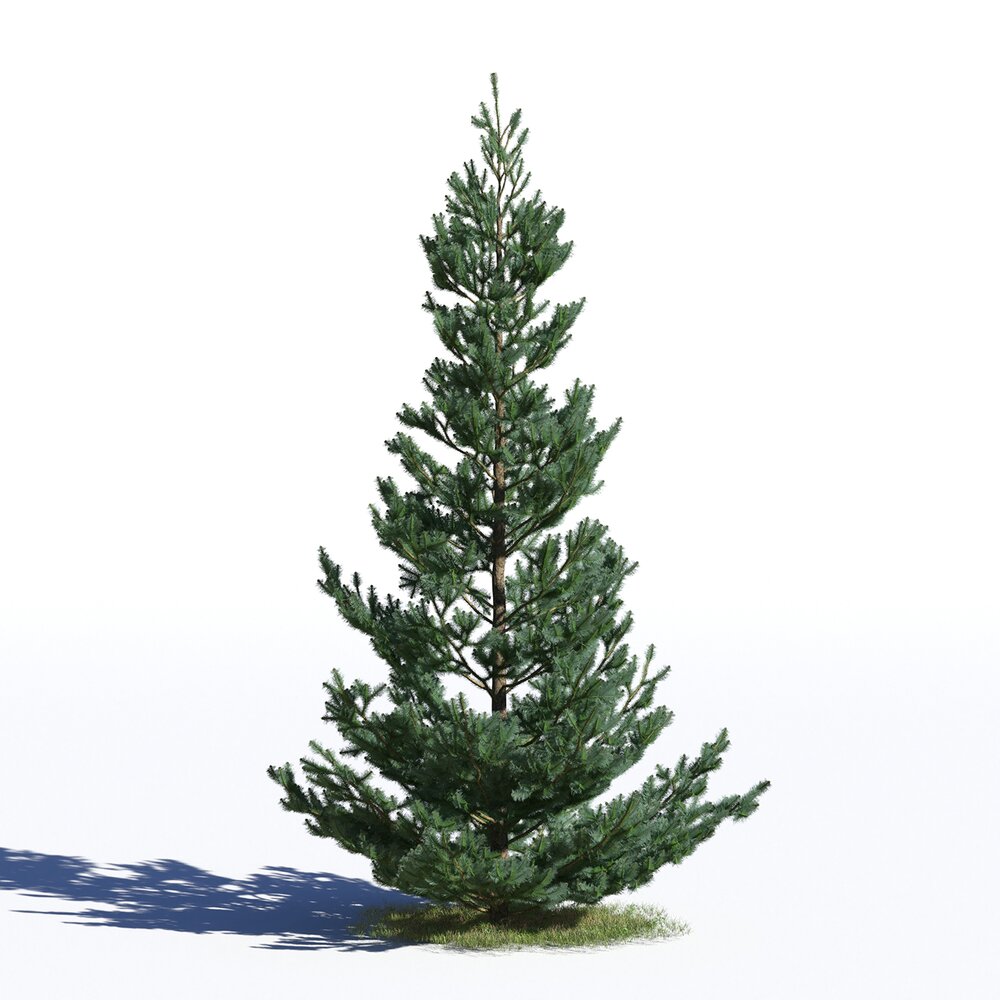 Picea Omorika 03 3D 모델 