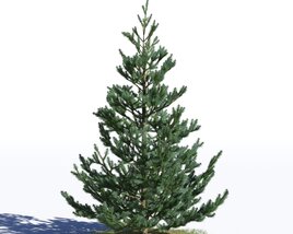 Picea Omorika 04 3D model