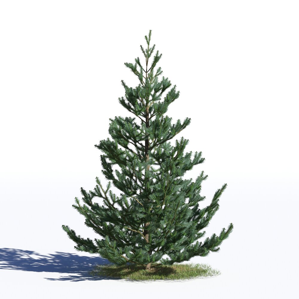Picea Omorika 04 3D-Modell