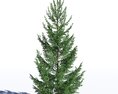 Picea Abies 07 3D模型