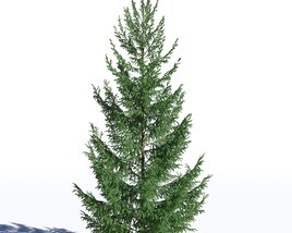 Picea Abies 07 3D model