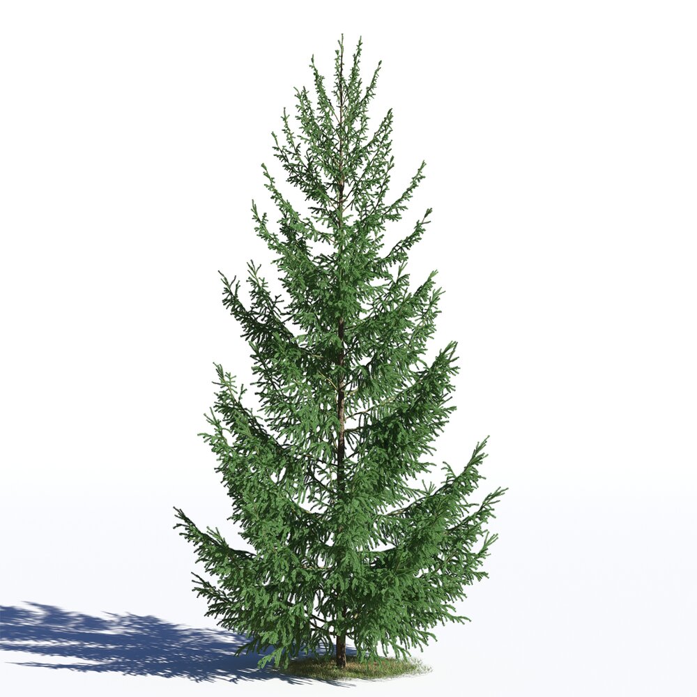 Picea Abies 07 Modello 3D