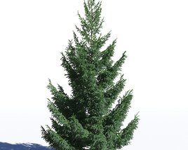 Picea Abies 08 Modèle 3D
