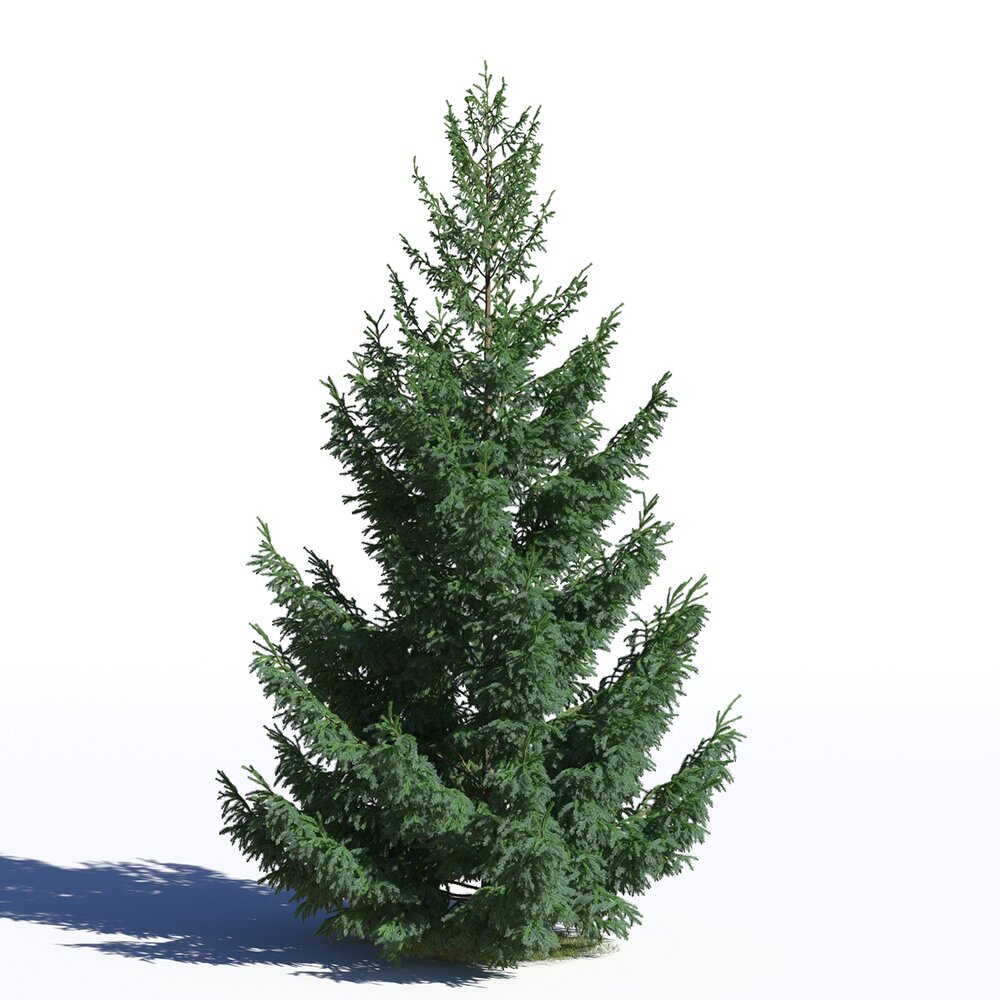 Picea Abies 08 3D 모델 