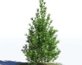 Pinus Sylvestris 09 3D-Modell