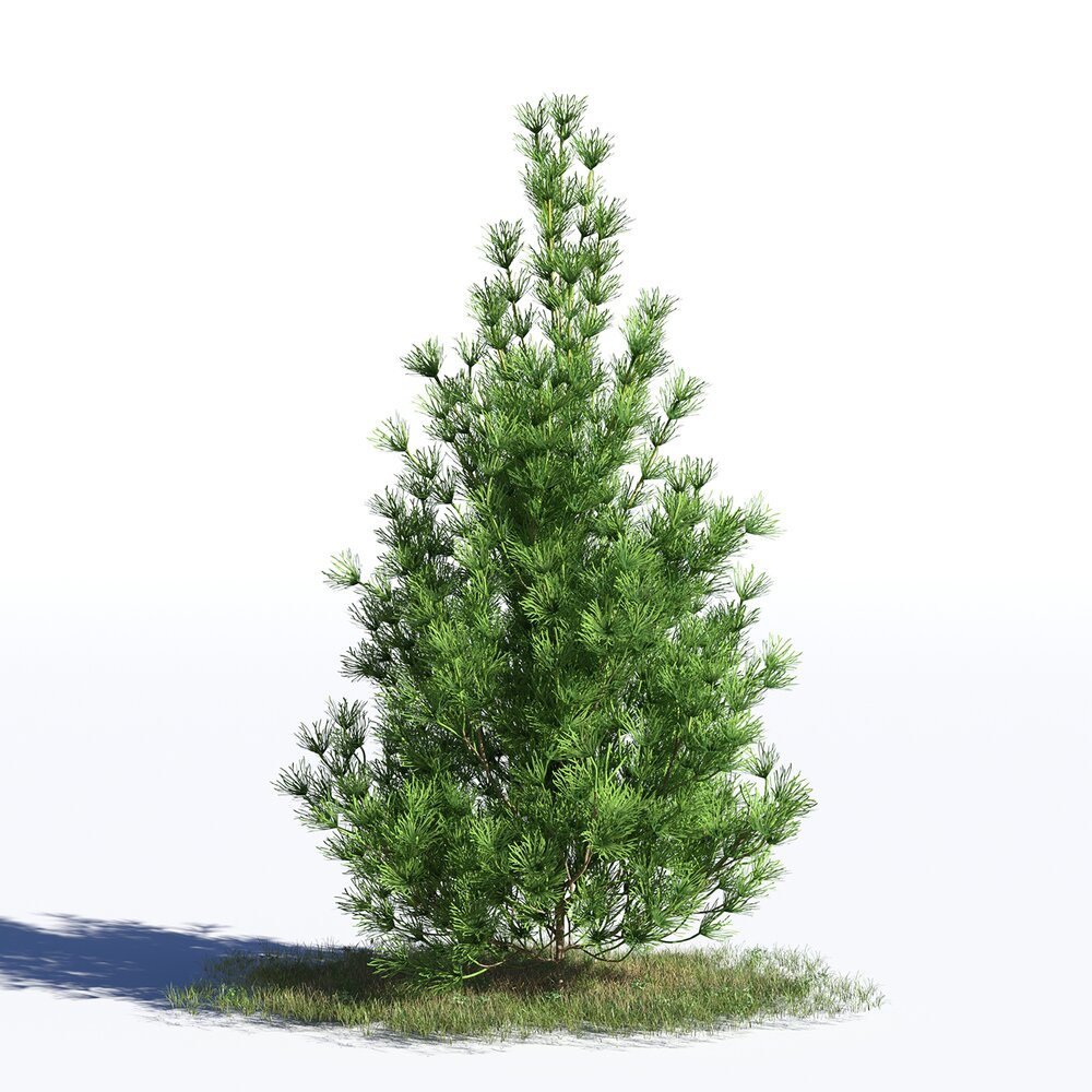 Pinus Sylvestris 09 3D модель