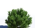 Pinus Sylvestris 10 3D 모델 