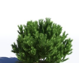 Pinus Sylvestris 10 3D модель