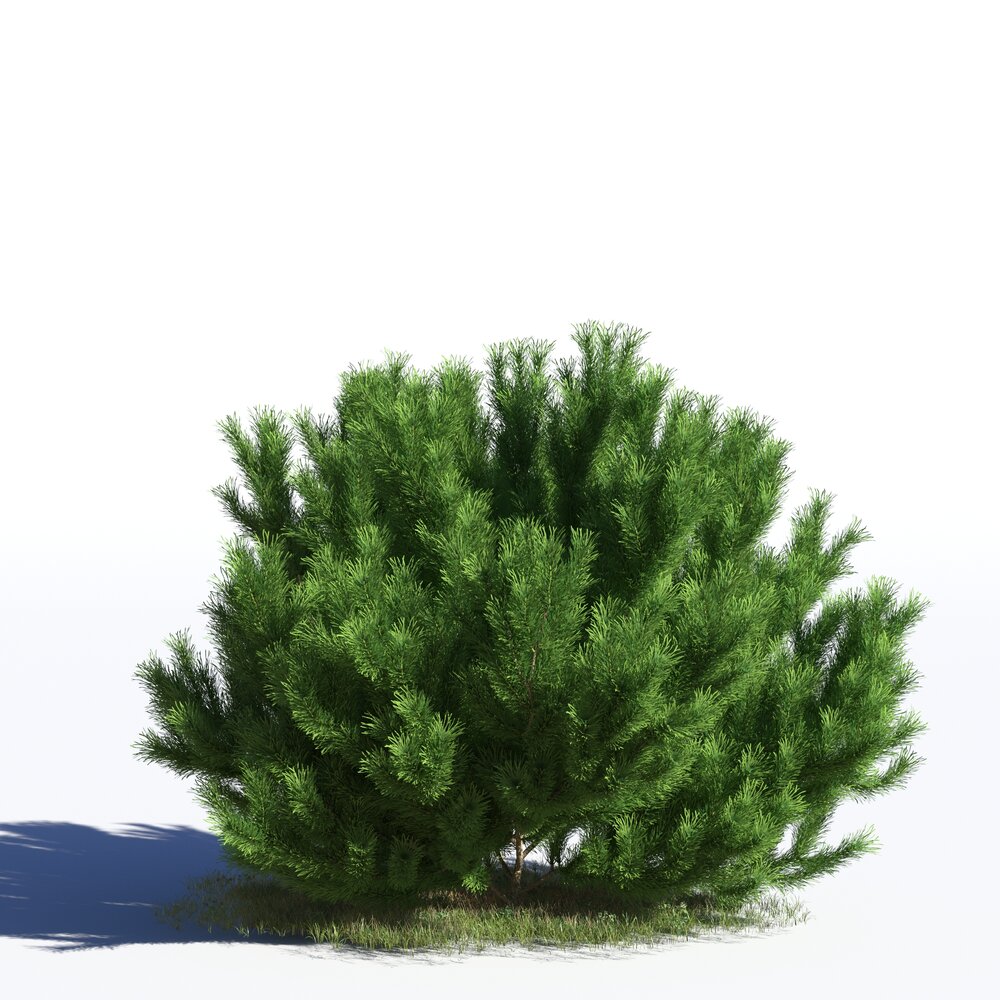Pinus Sylvestris 10 3D модель