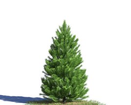 Pinus Sylvestris 11 3D модель