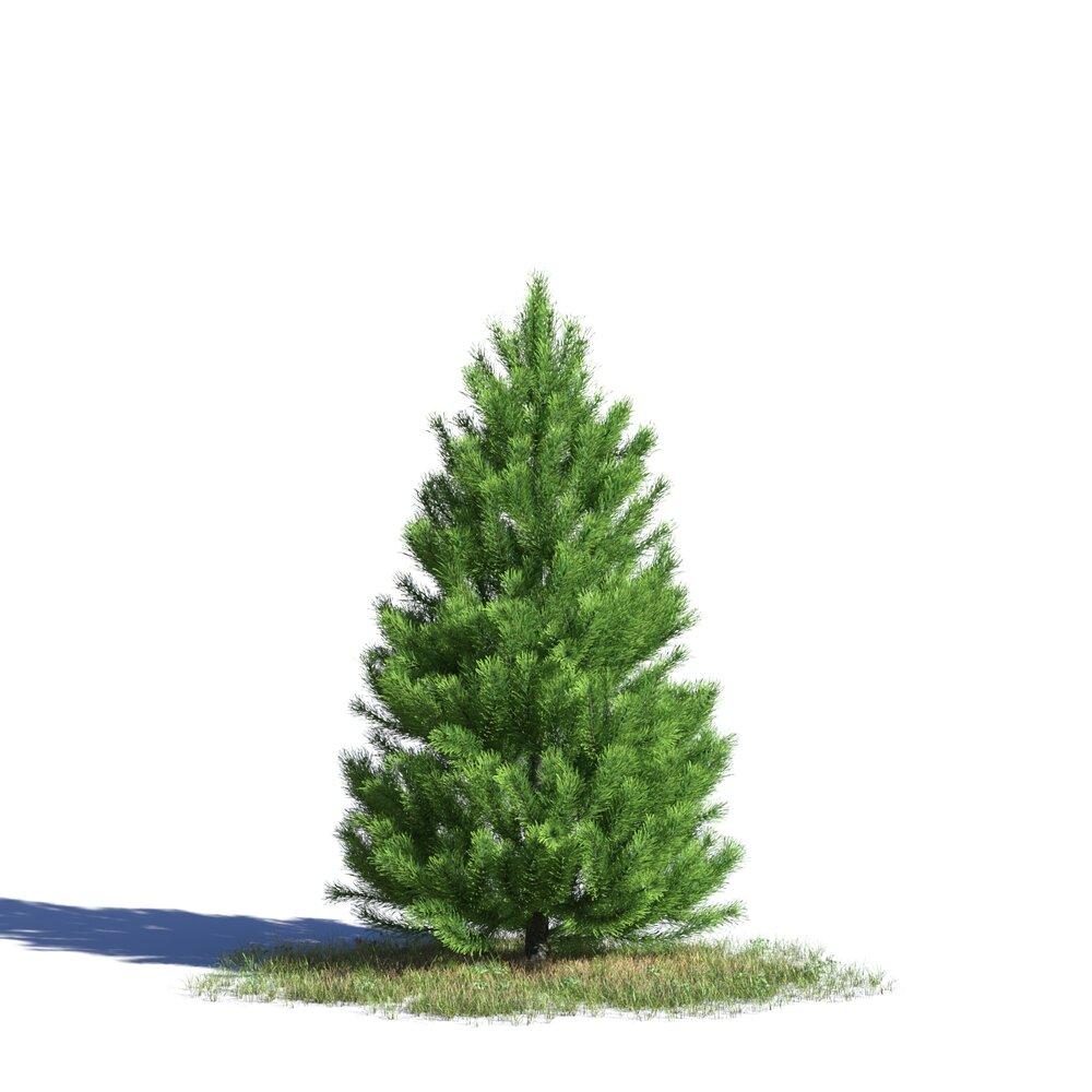 Pinus Sylvestris 11 Modèle 3d