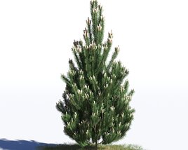 Pinus Nigra Modelo 3d