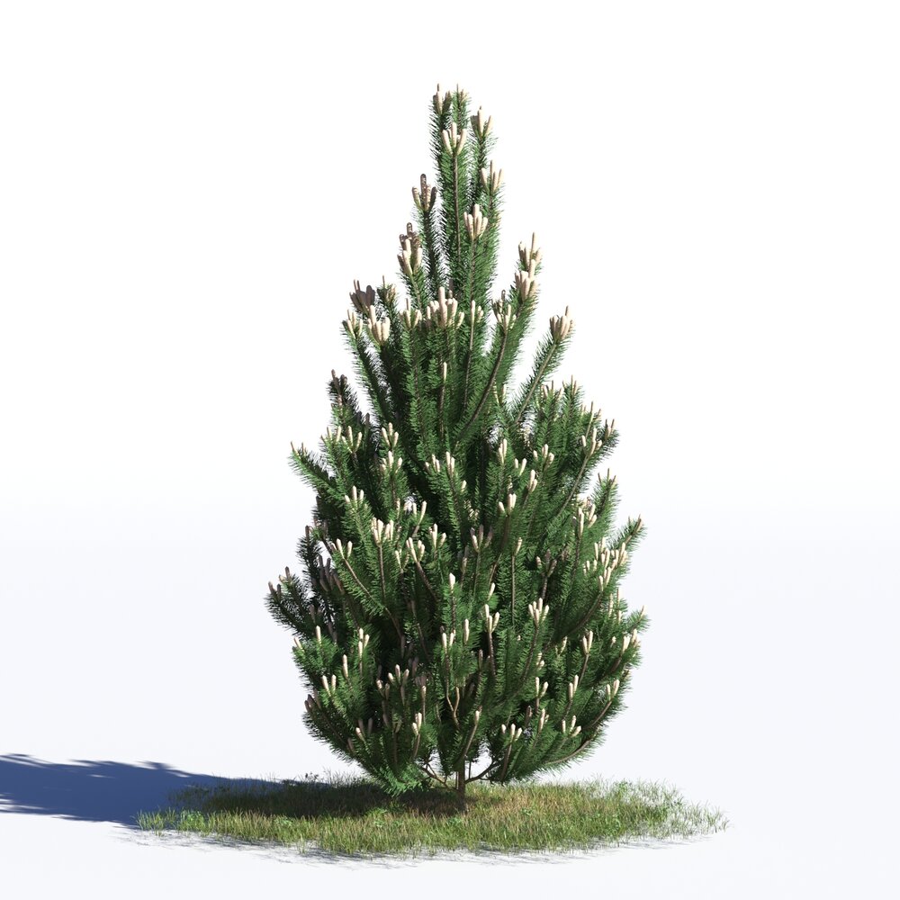 Pinus Nigra Modèle 3d