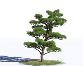 Pinus Densiflora 3D 모델 