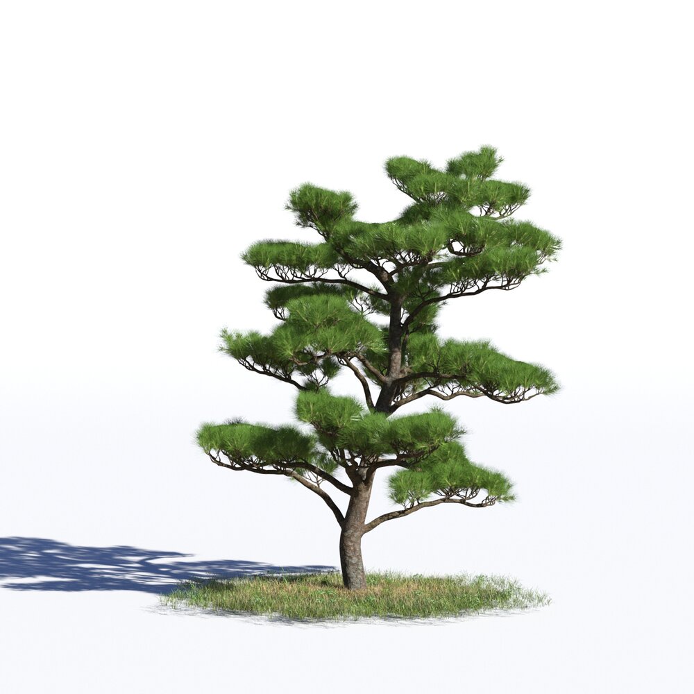 Pinus Densiflora 3D 모델 