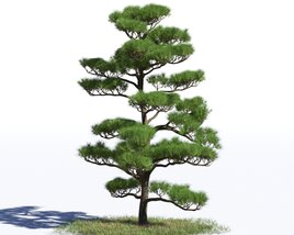 Pinus Densiflora 02 3D 모델 
