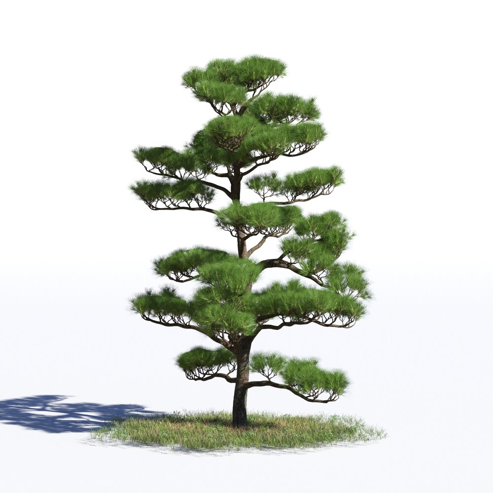 Pinus Densiflora 02 3D 모델 
