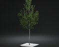 Pavement Tree 3D模型