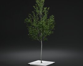 Pavement Tree 3D-Modell