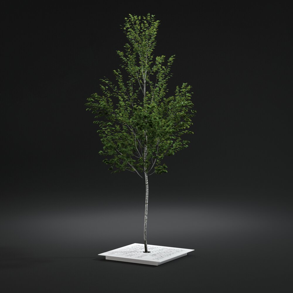 Pavement Tree 3D 모델 
