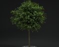 Pavement Tree 02 Modello 3D