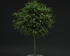 Pavement Tree 02 Modello 3D