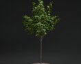 Pavement Tree 03 Modello 3D