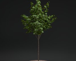 Pavement Tree 03 3D-Modell