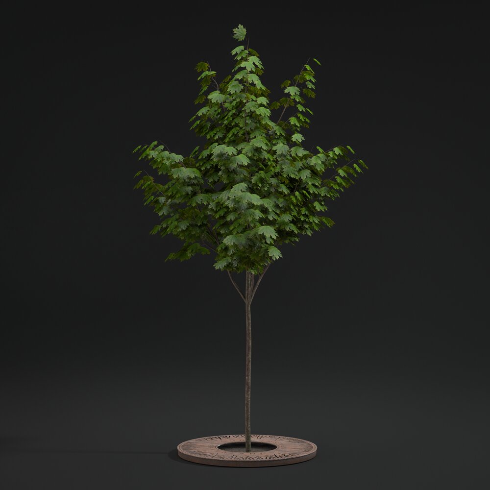 Pavement Tree 03 Modelo 3d