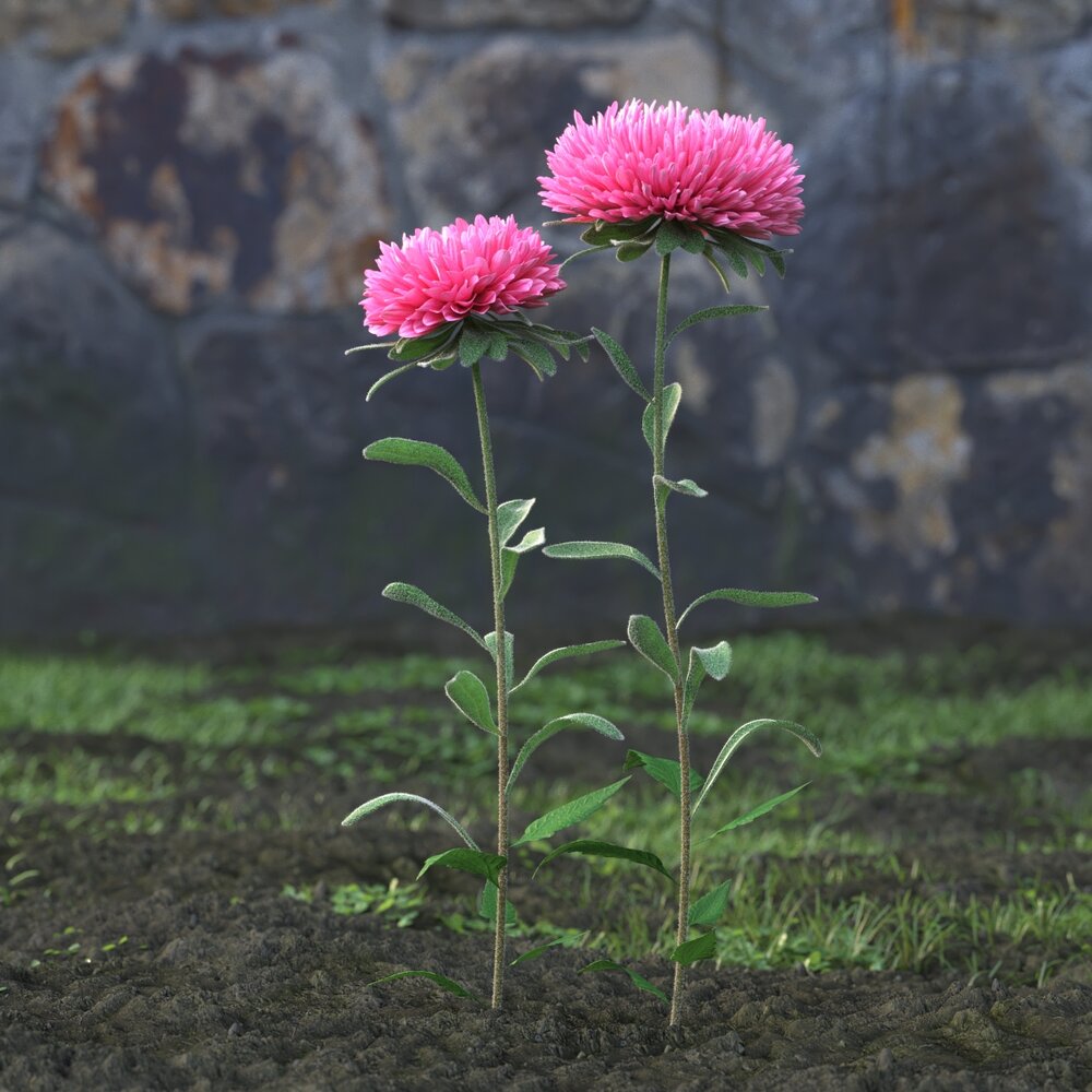 Pink Aster 3Dモデル