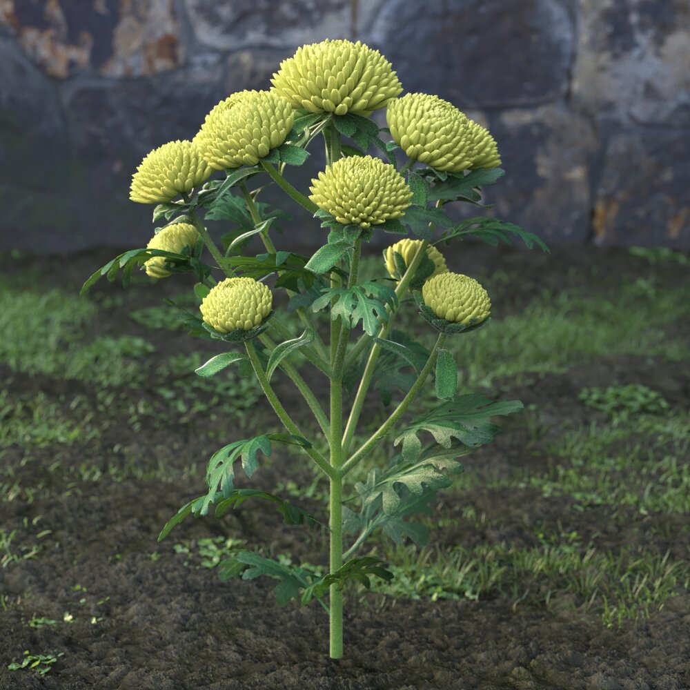 Yellow Chrysanthemum 3D-Modell