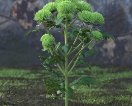 Chrysanthemum 02 3D 모델 
